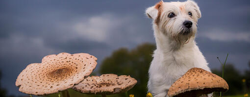 Mushrooms safe for dogs best sale